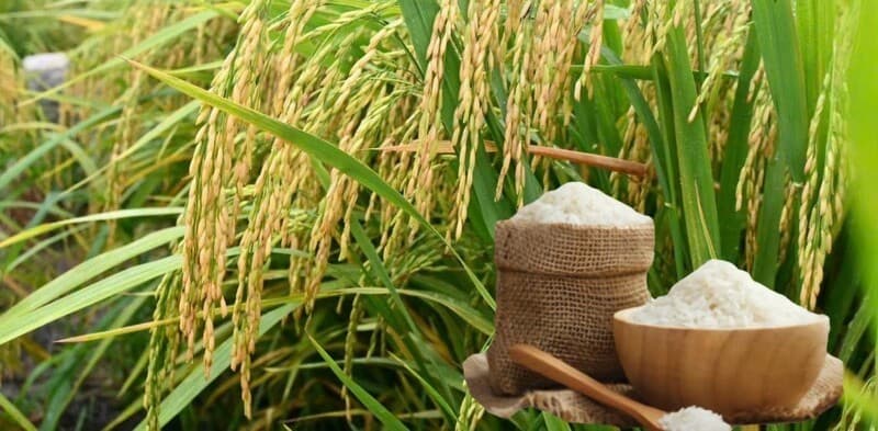 Ngày 4/5: Giá lúa gạo tại Đồng bằng sông Cửu Long bình ổn sáng đầu tuần