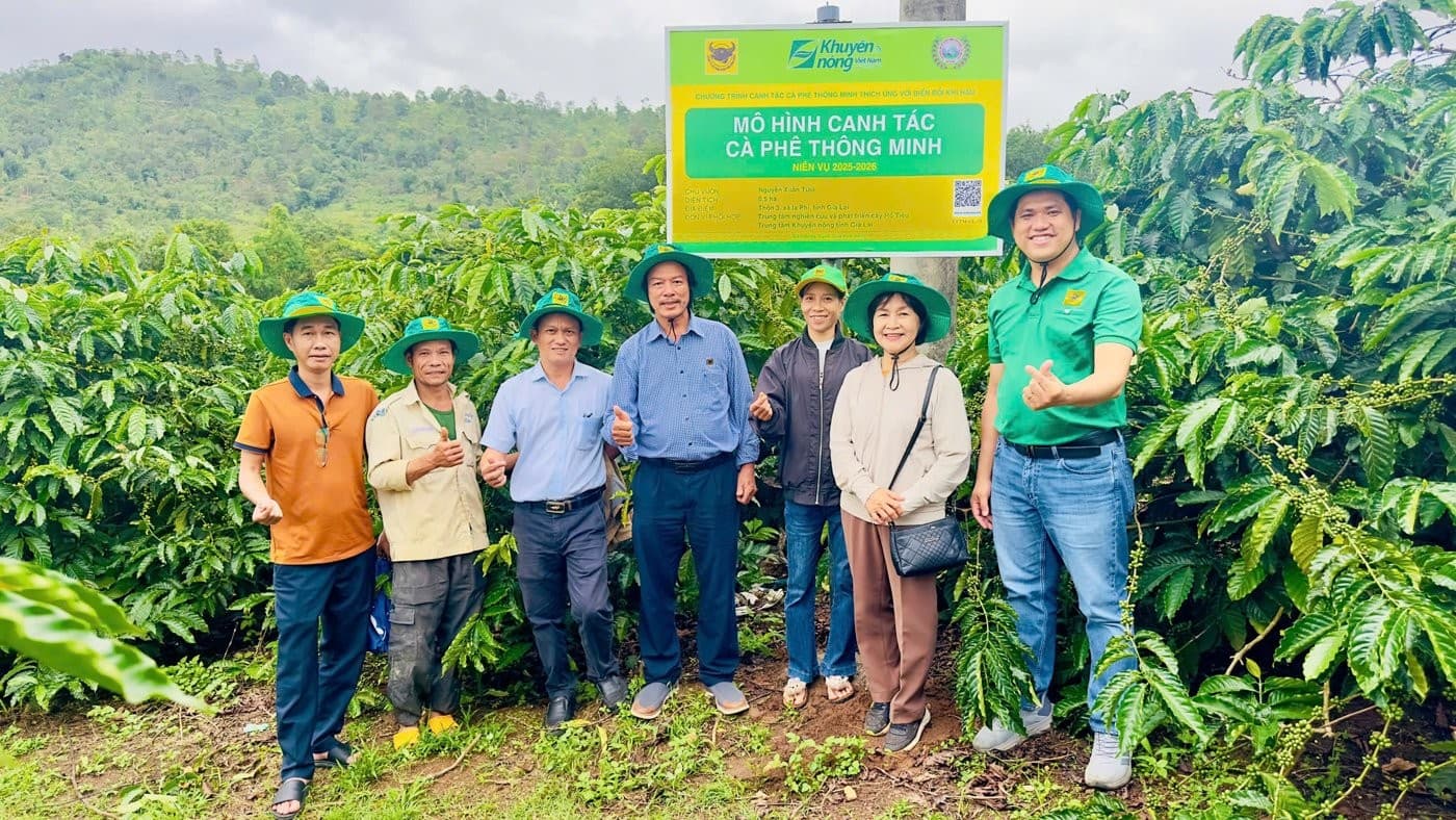 Canh tác cà phê thông minh tại Ia Phí: bón ít phân hơn, vườn vẫn sai quả