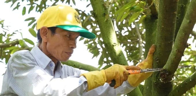 Kỹ thuật chăm sóc vườn sầu riêng sau khi thu hoạch