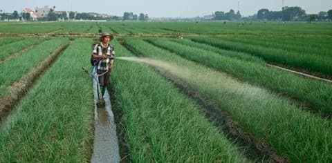 Lưu ý chỉ đạo sản xuất vụ đông 2025 và vụ đông xuân 2025 - 2026