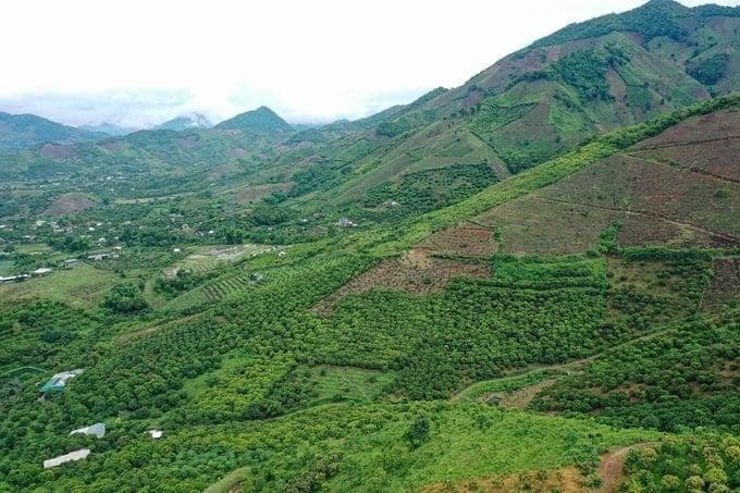 Nâng giá trị cây ăn quả trên đất dốc: Bảo vệ đất là bảo vệ cây
