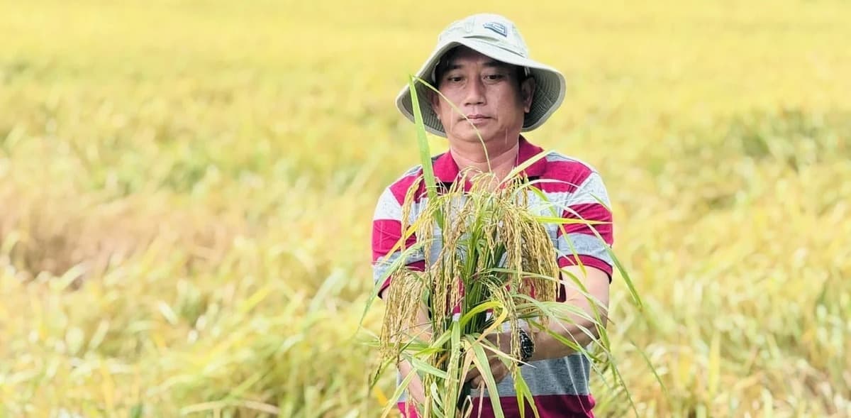 Nông dân vùng đất phèn không còn chật vật với cây lúa