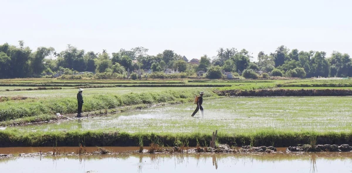 Khắc phục hiện tượng ngộ độc hữu cơ, chua phèn trên lúa