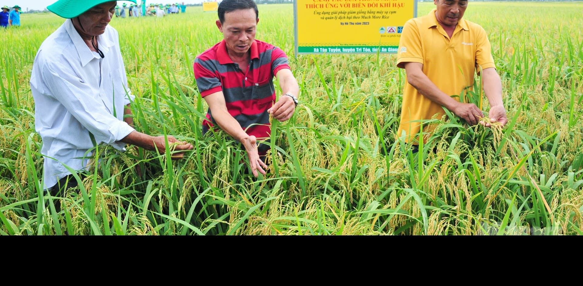 Canh tác lúa thông minh, lợi nhuận tăng thêm 1,6 triệu đồng/ha