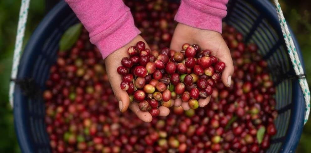 Giữ mức 87.400 đồng/kg, thị trường cà phê chờ lực đẩy mới
