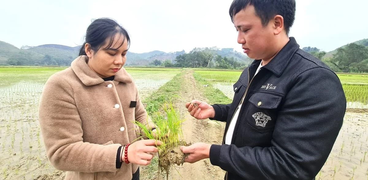 Mở rộng diện tích, sản xuất tập trung giống lúa Tẻ nương Hà Giang