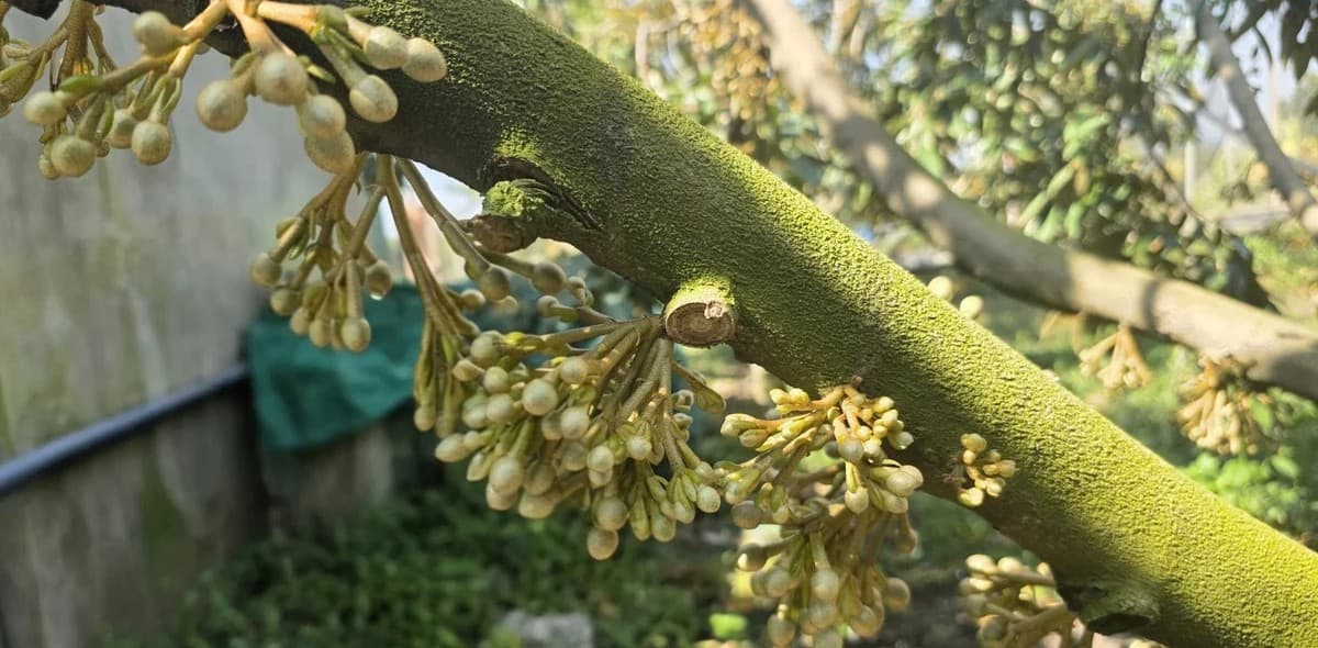 Hoa sầu riêng bung nở, nhiều nhà vườn phấn khởi đón vụ mới