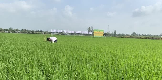 Vụ lúa hè thu năm 2024 ở Đồng bằng sông Cửu Long có gì mới?