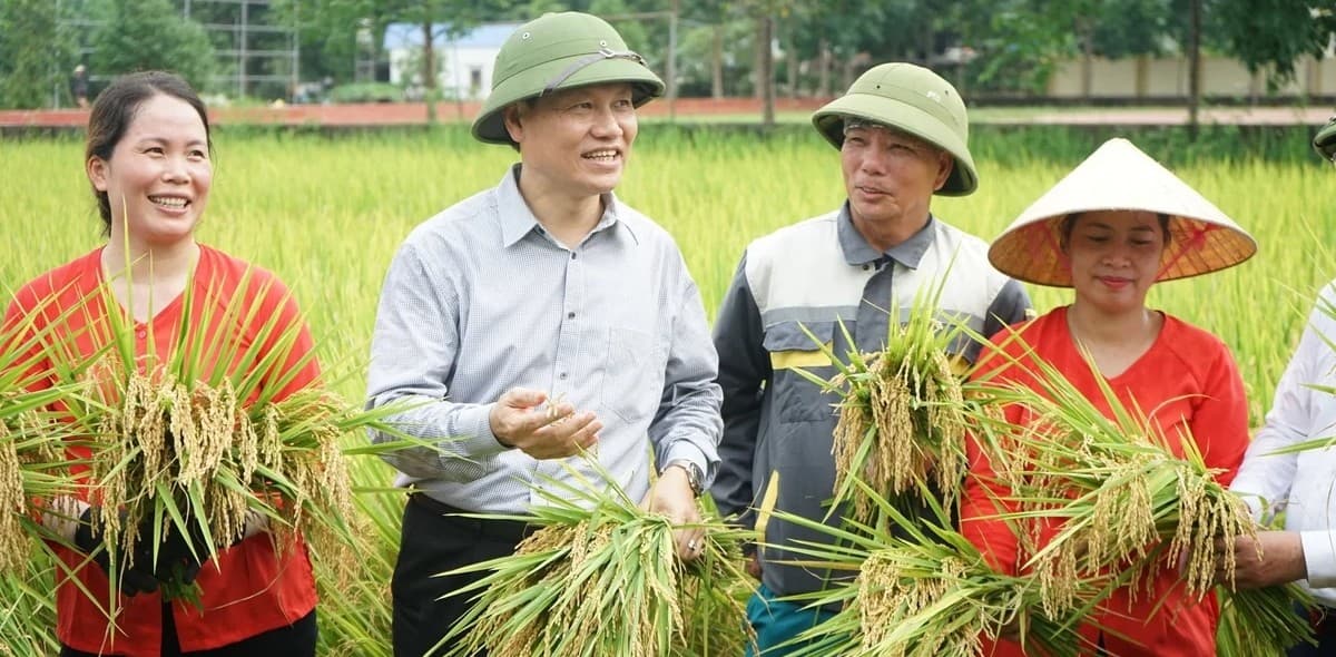 Canh tác lúa giảm phát thải mở hướng sản xuất xanh tại Quảng Ninh