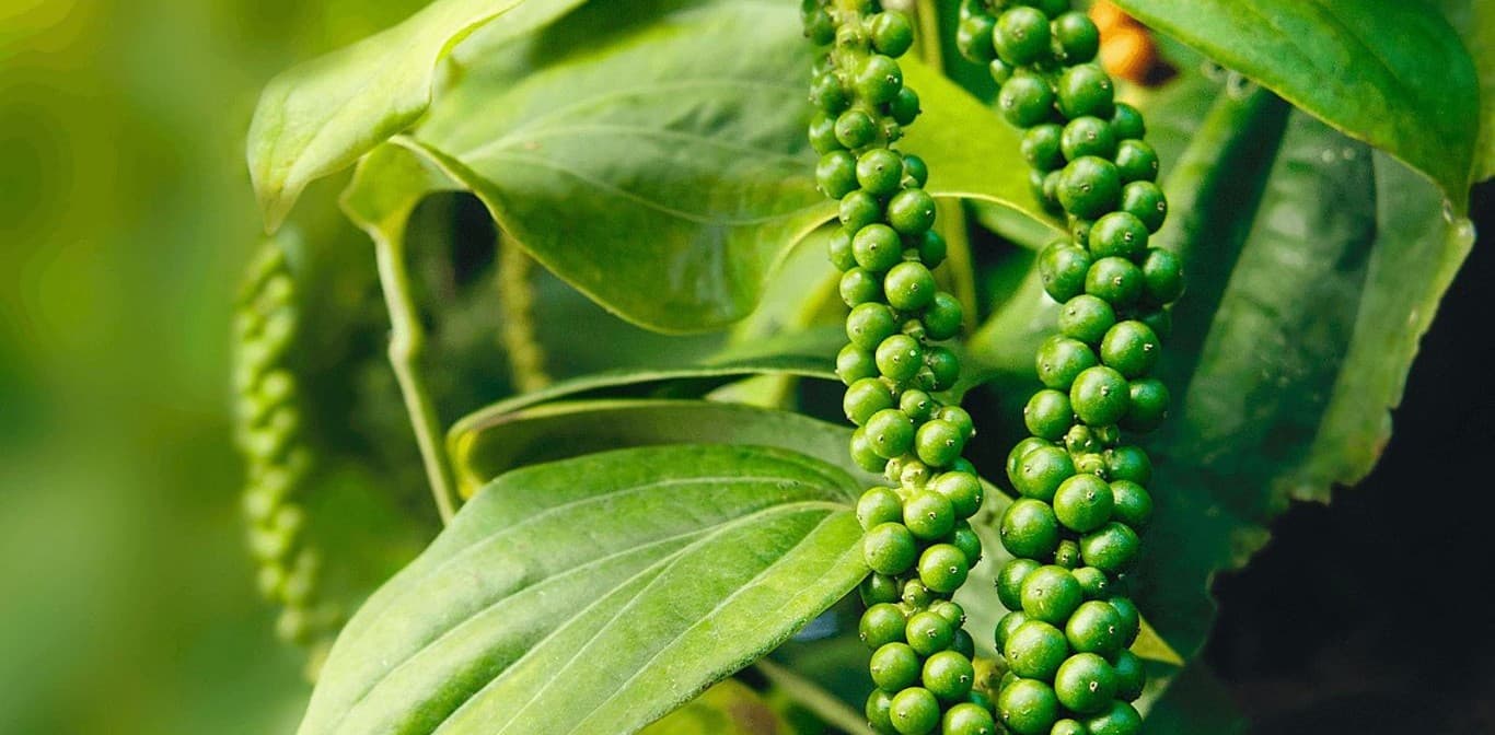 Quản lý sâu bệnh cho cây hồ tiêu ở Tây Nguyên trong mùa mưa