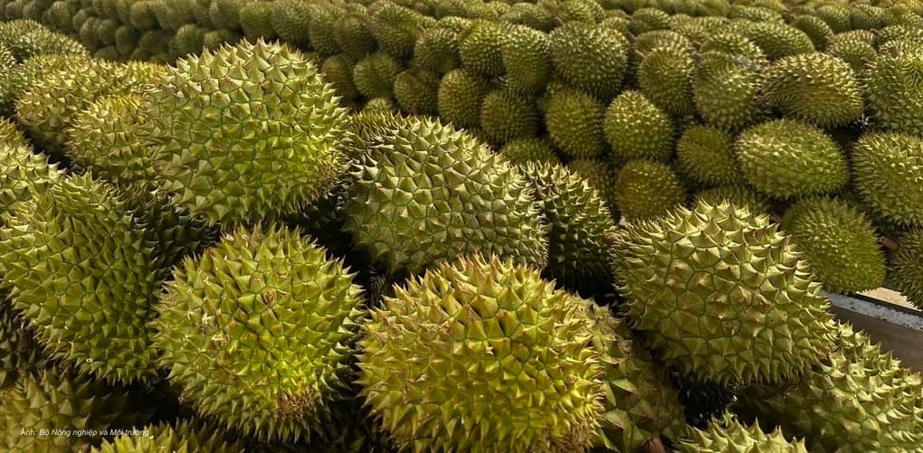 Sầu riêng Việt được xuất chính ngạch sang Ấn Độ