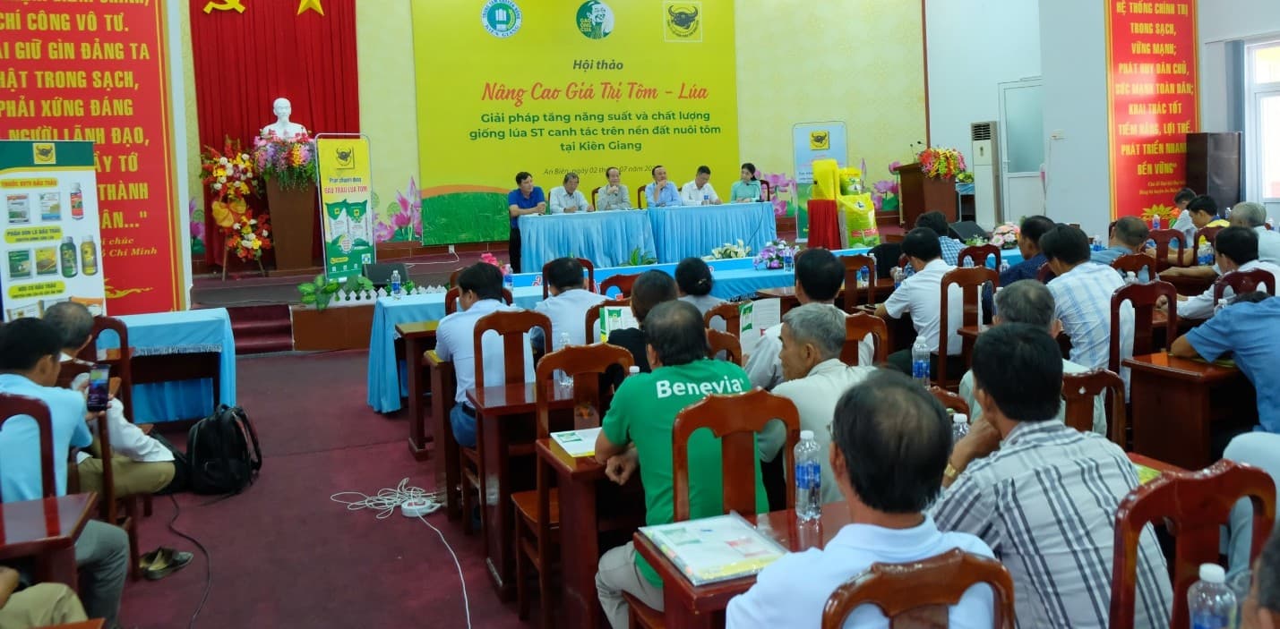 Giải pháp tăng năng suất và chất lượng giống lúa ST (ST24, ST25) canh tác trên nền đất nuôi tôm tại Kiên Giang