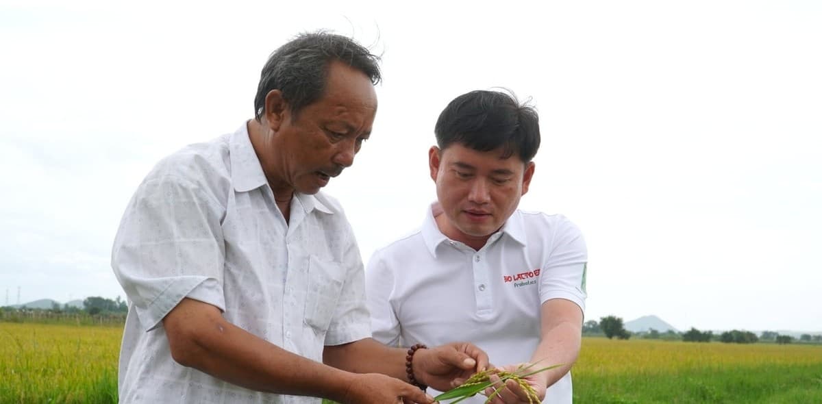 Cần chứng nhận hạt giống nghiêm ngặt để kiểm soát lúa cỏ