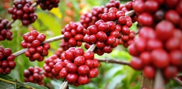 Giá cà phê đi ngang ở mức cao, kỳ vọng sớm chạm mốc 90.000 đồng/kg
