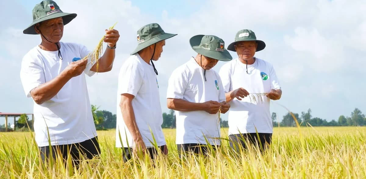 Cần Thơ lập bản đồ số, dữ liệu không gian cho vùng lúa chất lượng cao