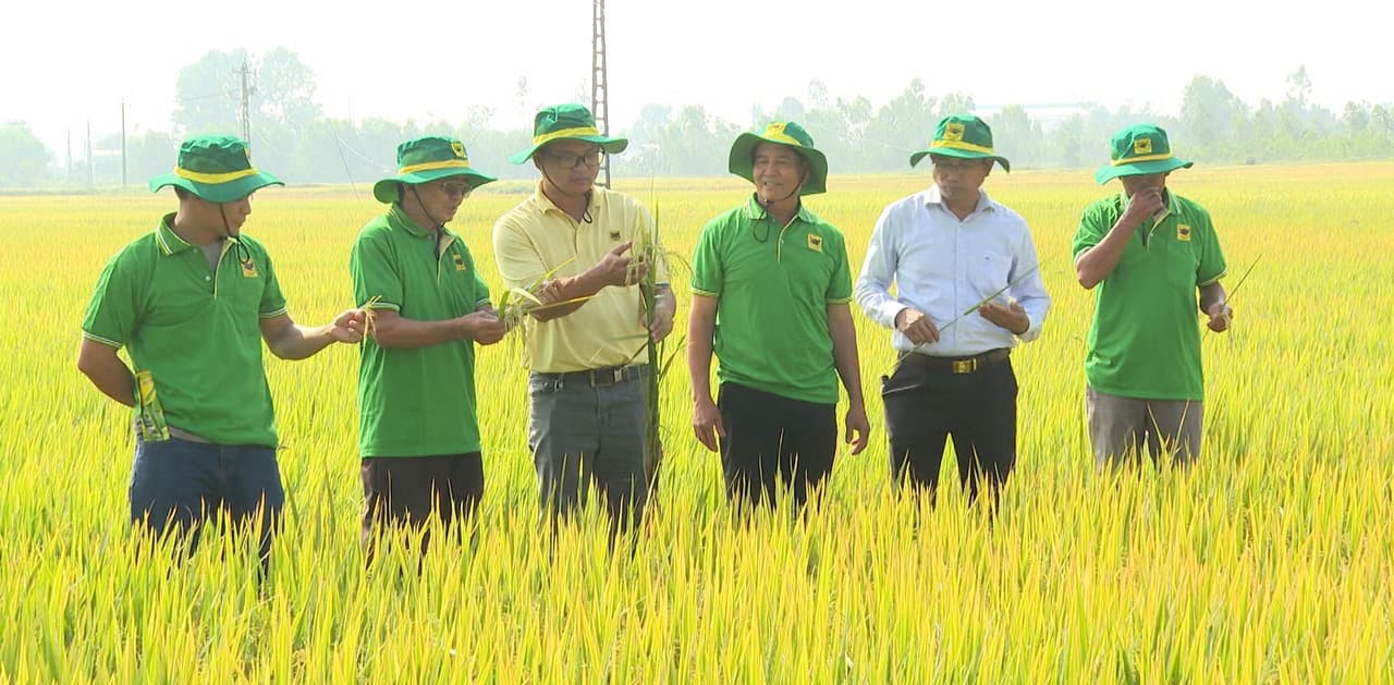 Mô hình canh tác lúa “Hành trình xanh” cho năng suất đạt 9,5 tấn/ha