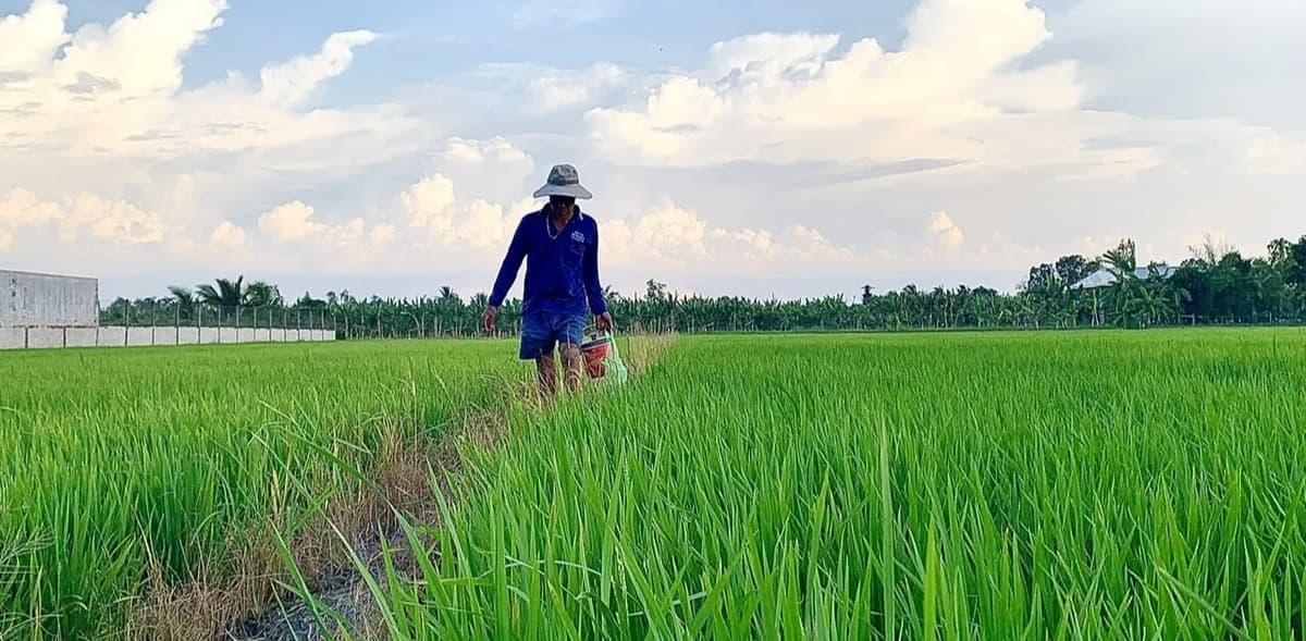 Trồng lúa phát thải thấp, nông dân Vĩnh Long tăng 2-2,5 triệu đồng/ha