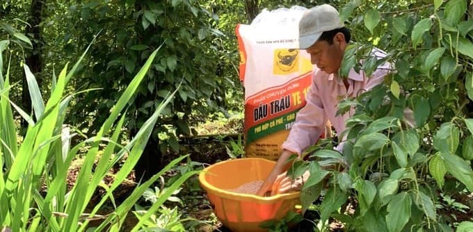 Quản lý đất và phân bón để sản xuất bền vững hồ tiêu