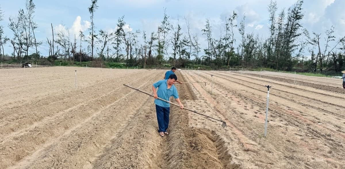 Tăng tốc sản xuất vụ đông để bù đắp thiệt hại bão lũ