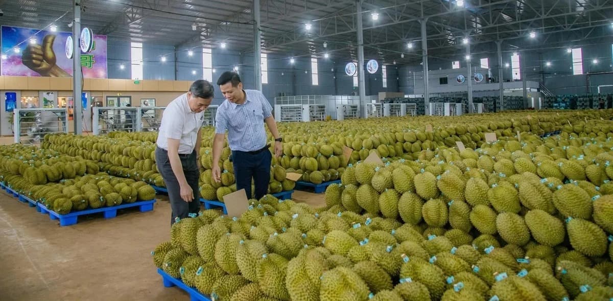 Đắk Lắk tăng tốc số hóa vùng trồng sầu riêng