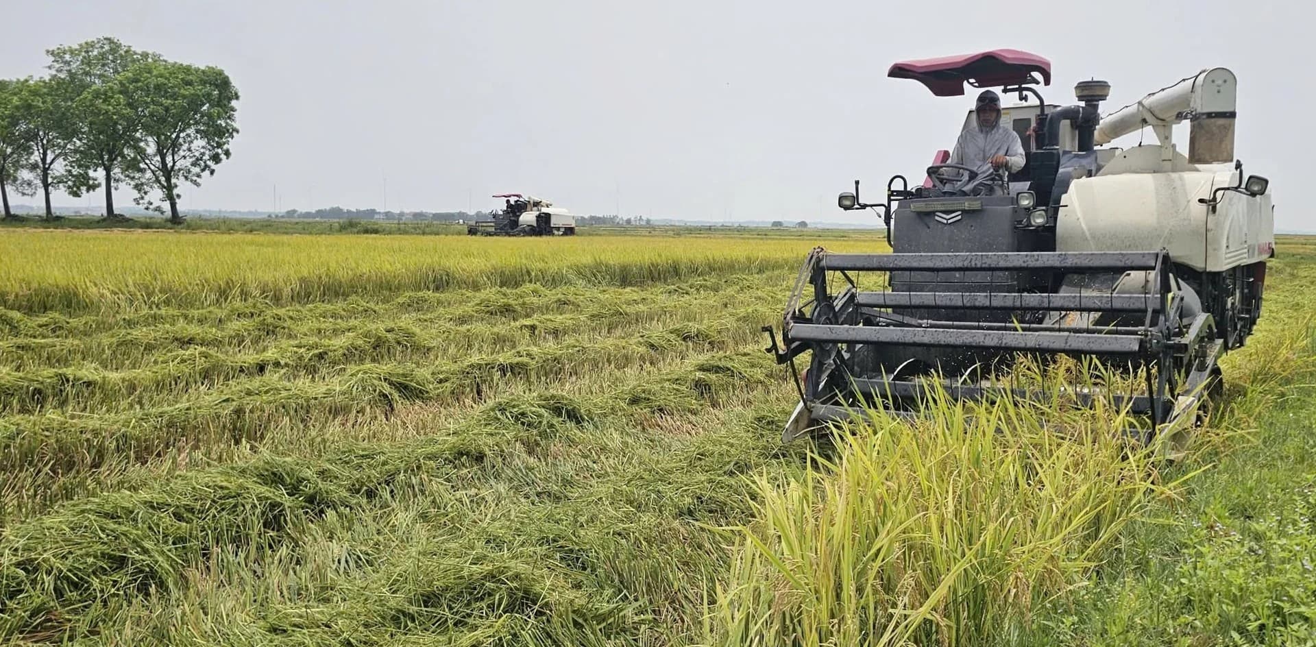 Quảng Trị ‘trình làng’ nhiều giống lúa mới, cho nông dân niềm vui được mùa