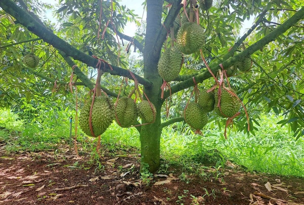 Giải pháp canh tác sầu riêng kiểm soát tồn dư hóa chất