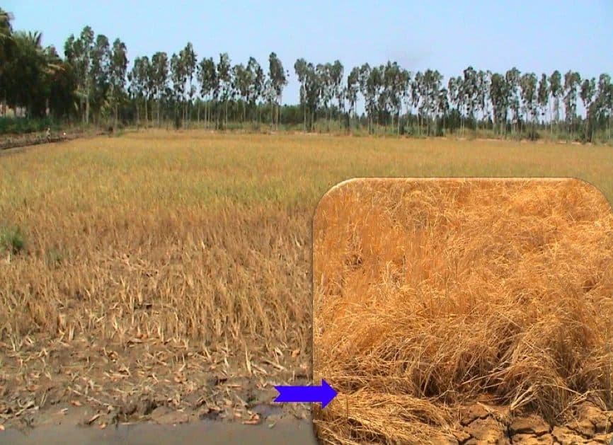 Cải thiện sức khỏe đất khi nắng nóng, hạn mặn và phèn đầu vụ hè thu
