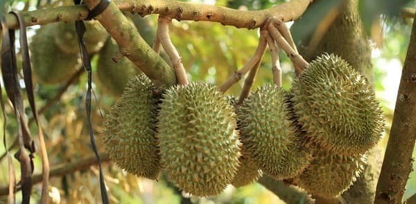 Những lưu ý trong canh tác sầu riêng ở Tây Nguyên với biến đổi khí hậu