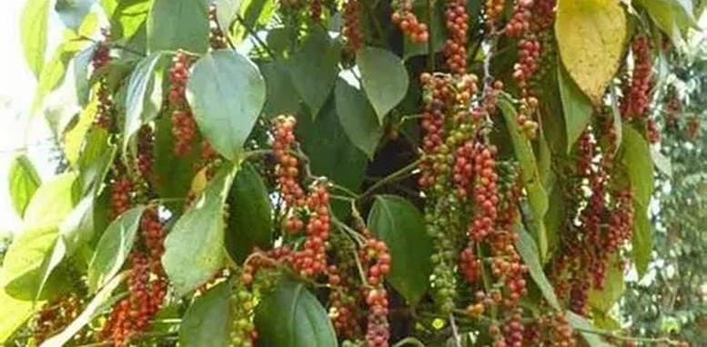 Ngành hồ tiêu bắt nhịp với áp lực cung ứng và chế biến sâu