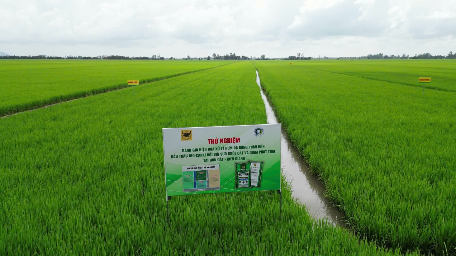 Hiệu quả bước đầu rất tốt từ thử nghiệm phân hủy rơm rạ nâng cao sức khỏe đất bằng Đầu Trâu Bio-Canxi tại Hòn Đất