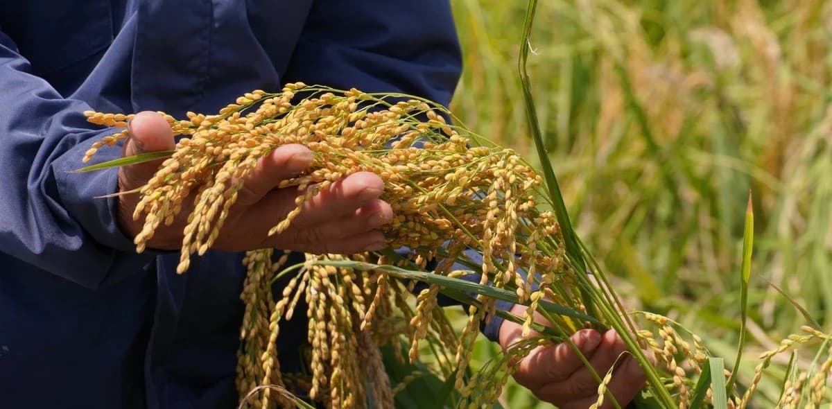 'Lúa không bèo dâu, lấy đâu ra thóc'