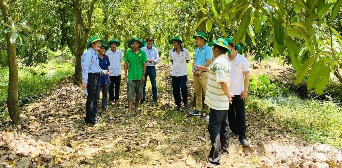 Tái thiết vườn cây ăn trái ĐBSCL: Đừng vội bón phân khi rễ còn ‘ngạt thở’