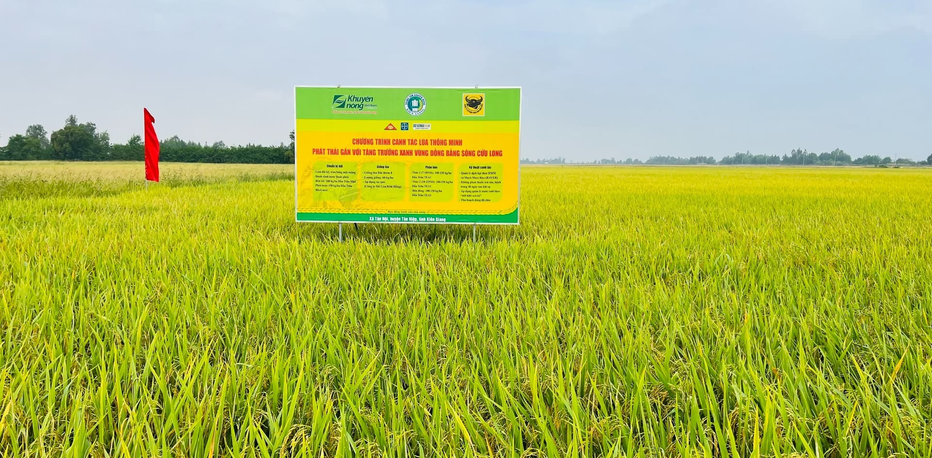 Mô hình “canh tác lúa thông minh phát thải thấp gắn với tăng trưởng xanh vùng ĐBSCL" tại Kiên Giang mang lại lợi nhuận tăng hơn 4 triệu đồng 1 ha