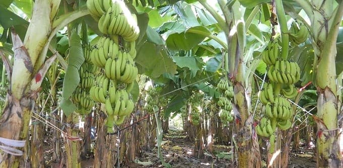 Kỹ thuật chăm bón cây chuối vào mùa mưa