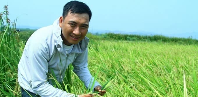 'Nông dân kiểu mẫu' và cánh đồng hai vụ lúa