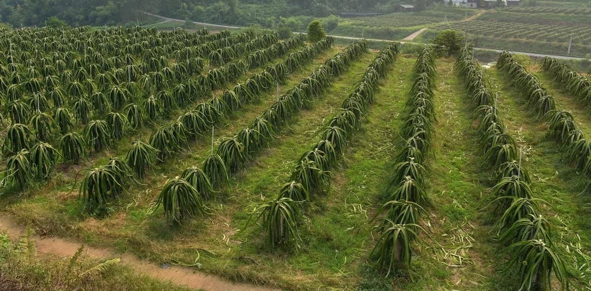 Số hóa, 'xanh hóa' trên đồi thanh long