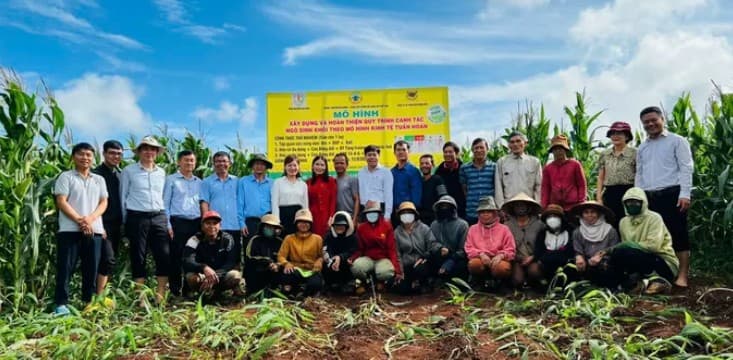 Trồng ngô sinh khối theo mô hình tuần hoàn đạt năng suất cao