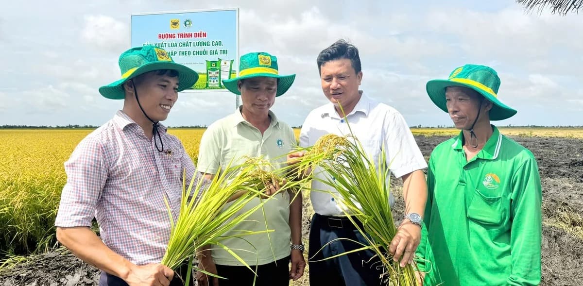 Nông dân vùng phèn thay đổi tư duy để đất khỏe, lúa khỏe