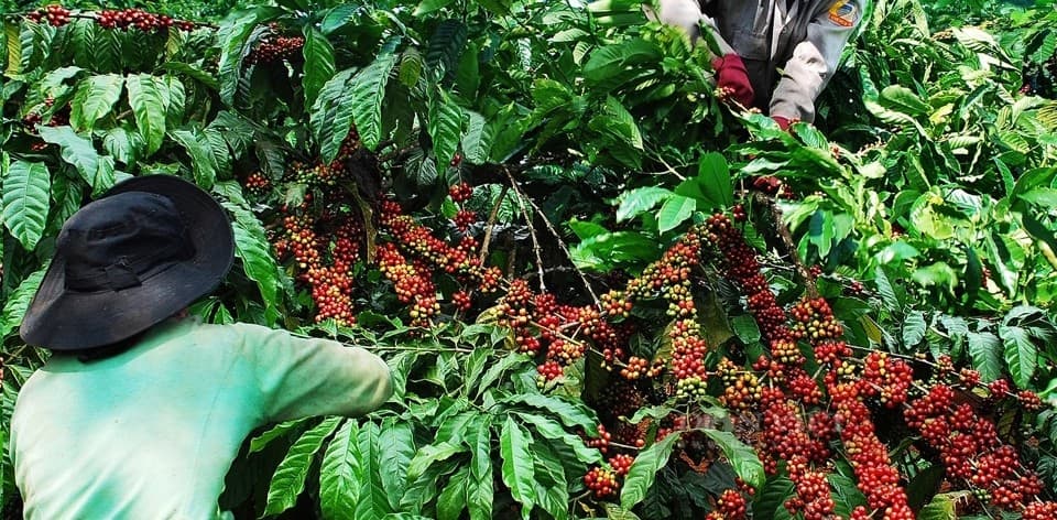 Tăng 2.100 đồng/kg, giá cà phê chính thức phá mốc 100.000 đồng/kg