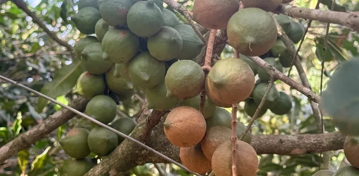 Trồng xen mắc ca trong vườn cà phê, lợi đủ đường