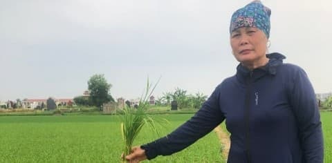 Thời tiết khắc nghiệt kéo dài thời gian sinh trưởng lúa mùa