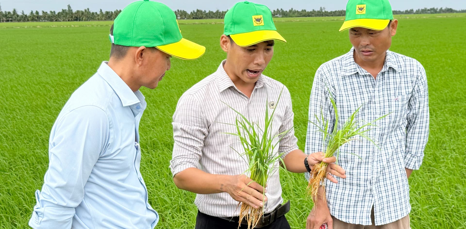 Đổi mới tư duy trên vùng đất phèn để tăng hiệu quả trồng lúa