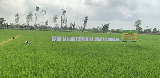 Giải pháp canh tác thông minh với đề án 1 triệu ha lúa chuyên canh