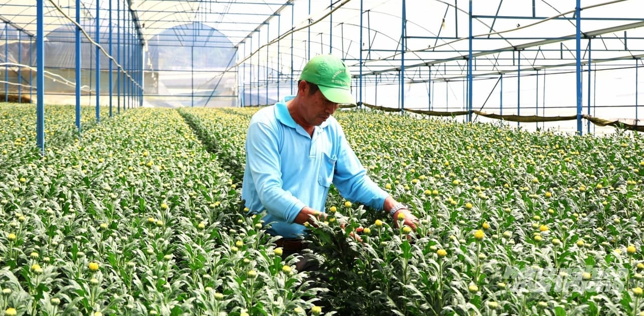 Tập huấn sản xuất rau, hoa đạt tiêu chuẩn xuất khẩu