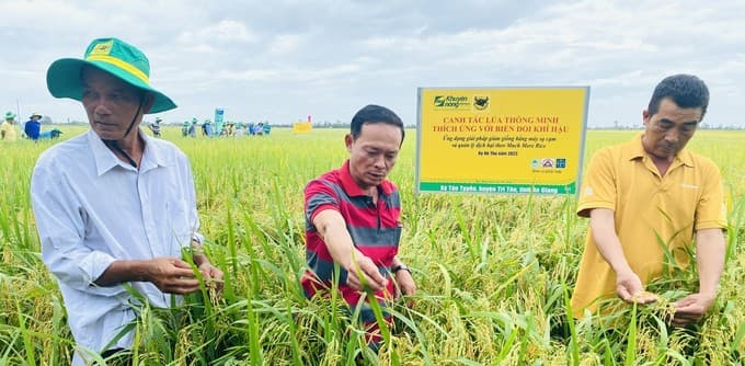 Lúa khỏe, người khỏe nhờ canh tác thông minh
