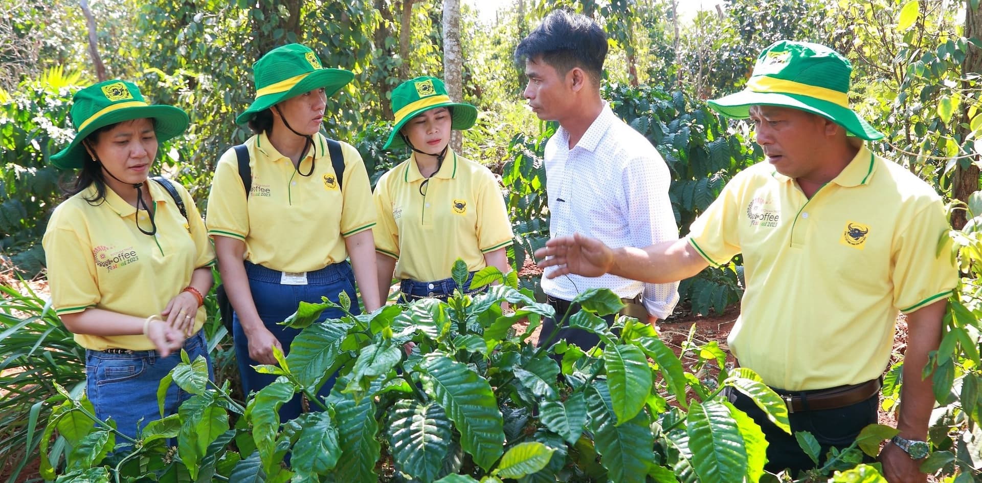 Canh tác cà phê thông minh ứng phó với biến đổi khí hậu