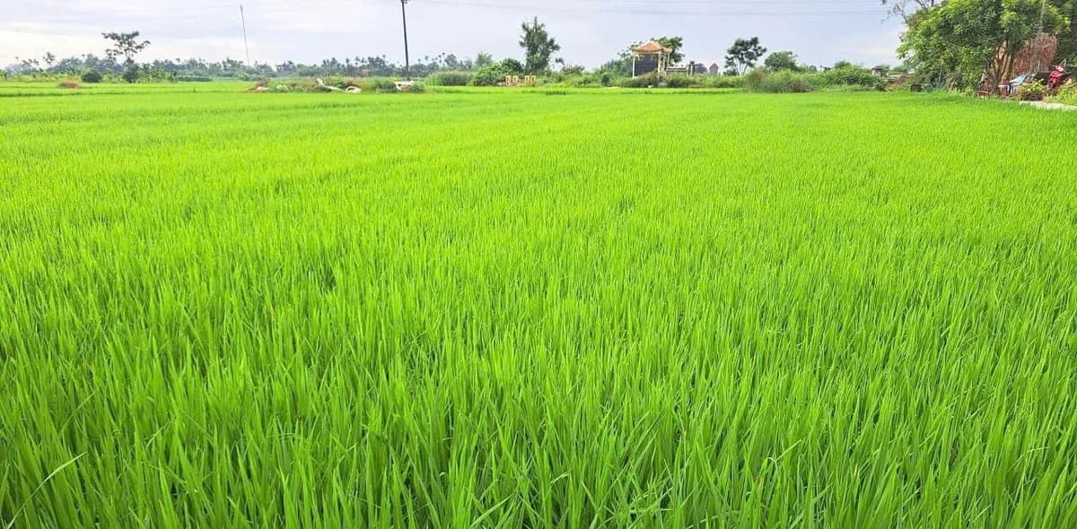 Cà Mau: Triển khai Đề án sản xuất giảm phát thải lĩnh vực trồng trọt