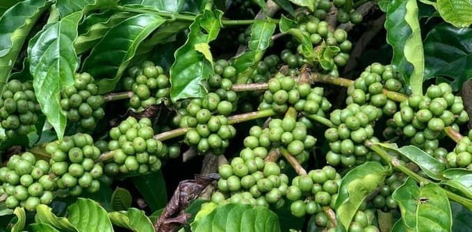 PHÂN BÓN ĐẦU TRÂU CẢI THIỆN CHẤT LƯỢNG ĐẤT TRỒNG CÀ PHÊ VÙNG TÂY NGUYÊN - PHẦN 2