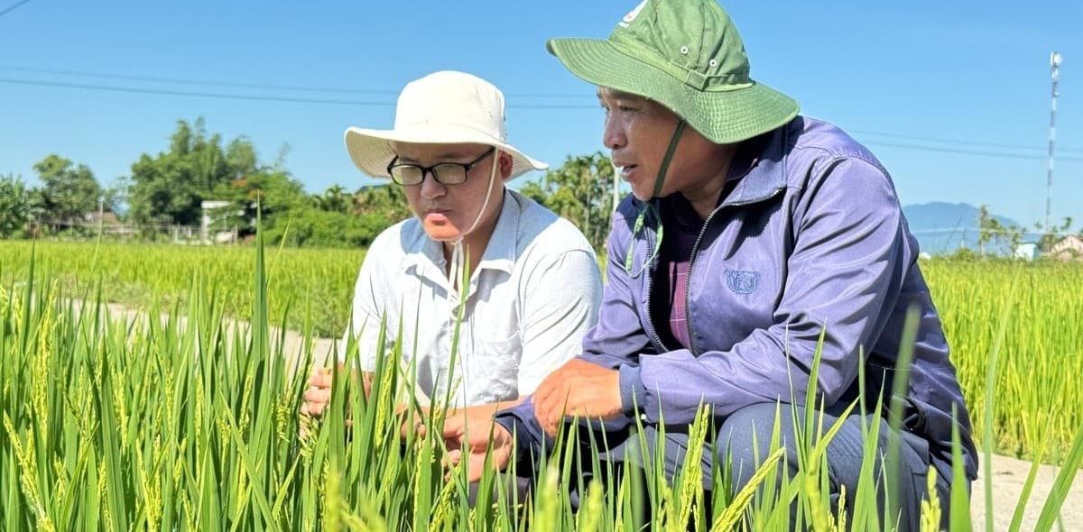Áp dụng IPHM, giảm 50% số lần phun thuốc bảo vệ thực vật