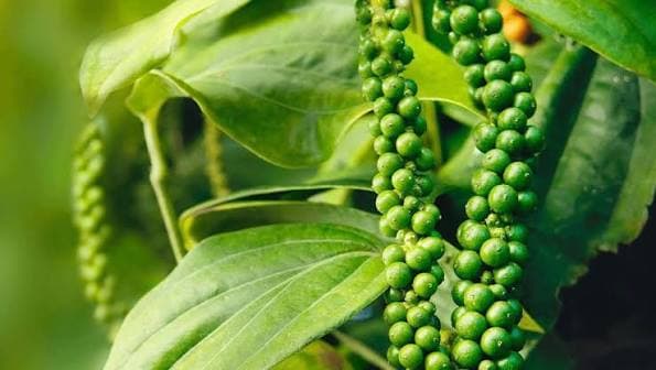 Giá tiêu hôm nay 28/9: Giá trong nước và xuất khẩu giảm trong tuần qua
